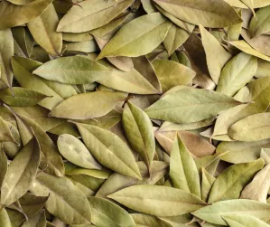 Bobkový list celý - ručně tříděný 10g